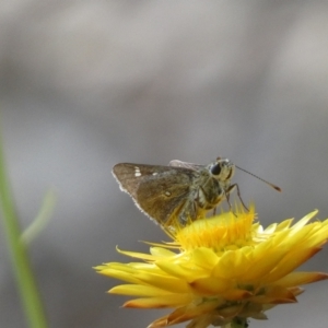 Trapezites luteus at Jerrabomberra, NSW - 3 Dec 2022 05:51 PM