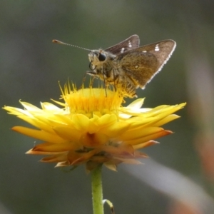 Trapezites luteus at Jerrabomberra, NSW - 3 Dec 2022