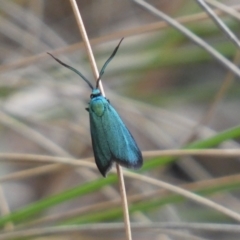 Pollanisus (genus) (A Forester Moth) at Mount Jerrabomberra QP - 3 Dec 2022 by Steve_Bok