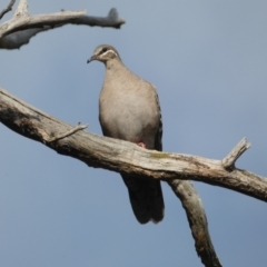 Phaps chalcoptera (Common Bronzewing) at Jerrabomberra, NSW - 3 Dec 2022 by Steve_Bok