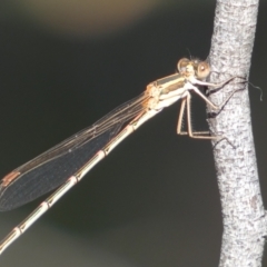 Austrolestes analis (Slender Ringtail) at Jerrabomberra, NSW - 3 Dec 2022 by SteveBorkowskis