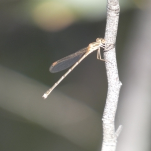 Austrolestes analis at Jerrabomberra, NSW - 3 Dec 2022 06:10 PM