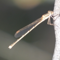 Austrolestes analis at Jerrabomberra, NSW - 3 Dec 2022 06:10 PM