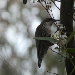 Cormobates leucophaea (White-throated Treecreeper) at Jerrabomberra, NSW - 3 Dec 2022 by SteveBorkowskis