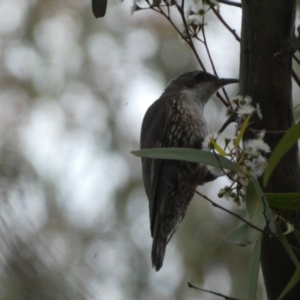 Cormobates leucophaea at Jerrabomberra, NSW - 3 Dec 2022 07:27 PM