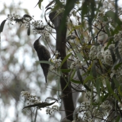 Cormobates leucophaea at Jerrabomberra, NSW - 3 Dec 2022 07:27 PM