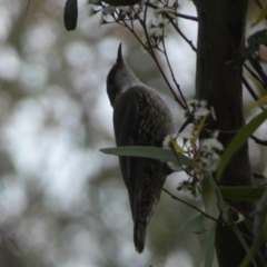 Cormobates leucophaea at Jerrabomberra, NSW - 3 Dec 2022