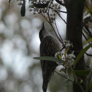 Cormobates leucophaea at Jerrabomberra, NSW - 3 Dec 2022