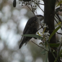 Cormobates leucophaea at Jerrabomberra, NSW - 3 Dec 2022 07:27 PM