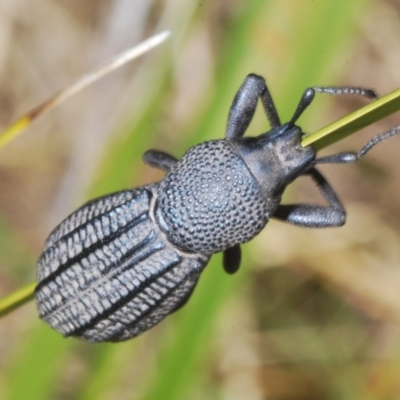 Amycterus morbillosus (A terrestrial weevil) at Namadgi National Park - 27 Nov 2022 by Harrisi