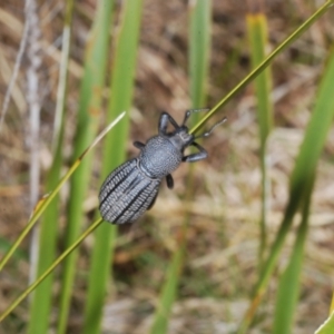 Talaurinus rugifer at suppressed - 27 Nov 2022