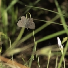 Zizina otis (Common Grass-Blue) at Higgins, ACT - 3 Dec 2022 by Untidy