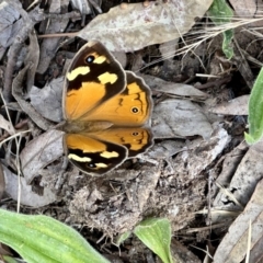 Heteronympha merope (Common Brown Butterfly) at Higgins Woodland - 3 Dec 2022 by Untidy