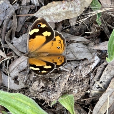 Heteronympha merope (Common Brown Butterfly) at Higgins, ACT - 3 Dec 2022 by Untidy