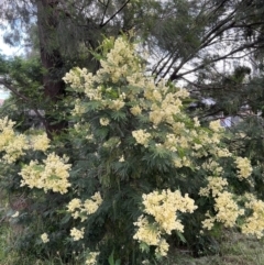 Acacia mearnsii (Black Wattle) at Higgins, ACT - 1 Dec 2022 by Untidy