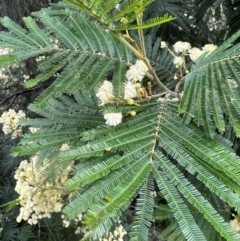 Acacia mearnsii at Higgins, ACT - 1 Dec 2022