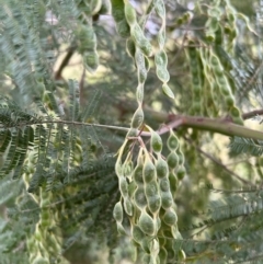 Acacia mearnsii at Higgins, ACT - 1 Dec 2022 05:39 PM