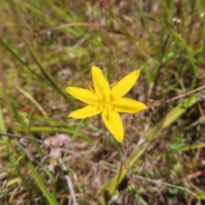 Hypoxis hygrometrica var. villosisepala at Kambah, ACT - 3 Dec 2022