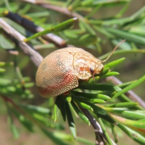 Paropsis atomaria at Kambah, ACT - 3 Dec 2022 01:52 PM