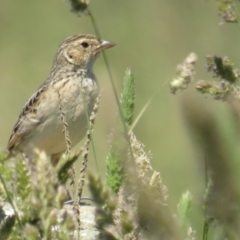 Mirafra javanica (Singing Bushlark) at Wallaroo, NSW - 3 Dec 2022 by BenW