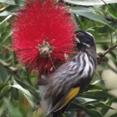 Phylidonyris novaehollandiae (New Holland Honeyeater) at Acton, ACT - 3 Dec 2022 by TomW