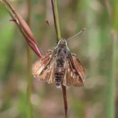 Trapezites luteus (Yellow Ochre, Rare White-spot Skipper) at Kambah, ACT - 3 Dec 2022 by MatthewFrawley