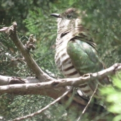Chrysococcyx lucidus (Shining Bronze-Cuckoo) at Acton, ACT - 3 Dec 2022 by BenW