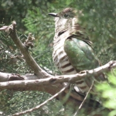 Chrysococcyx lucidus (Shining Bronze-Cuckoo) at ANBG - 3 Dec 2022 by TomW