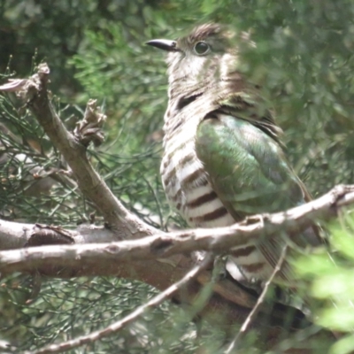 Chrysococcyx lucidus (Shining Bronze-Cuckoo) at Acton, ACT - 3 Dec 2022 by BenW