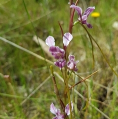 Diuris dendrobioides (Late Mauve Doubletail) at Kambah, ACT - 3 Dec 2022 by MatthewFrawley