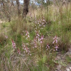 Stylidium graminifolium (Grass Triggerplant) at Kambah, ACT - 3 Dec 2022 by MatthewFrawley