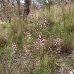 Stylidium graminifolium (grass triggerplant) at Kambah, ACT - 3 Dec 2022 by MatthewFrawley