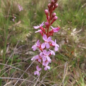 Stylidium graminifolium at Kambah, ACT - 3 Dec 2022 02:12 PM