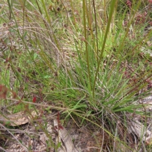 Stylidium graminifolium at Kambah, ACT - 3 Dec 2022 02:12 PM