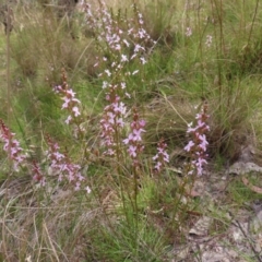 Stylidium graminifolium at Kambah, ACT - 3 Dec 2022