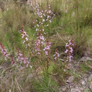 Stylidium graminifolium at Kambah, ACT - 3 Dec 2022 02:12 PM