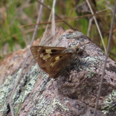 Trapezites phigalia (Heath Ochre) at Kambah, ACT - 3 Dec 2022 by MatthewFrawley