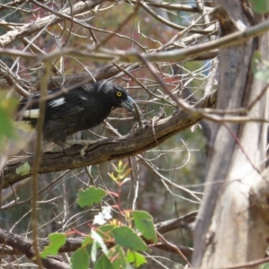 Strepera graculina at Kambah, ACT - 3 Dec 2022 02:32 PM