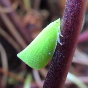 Siphanta acuta at Kambah, ACT - 3 Dec 2022 04:34 PM