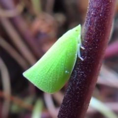 Siphanta acuta (Green planthopper, Torpedo bug) at Kambah, ACT - 3 Dec 2022 by MatthewFrawley
