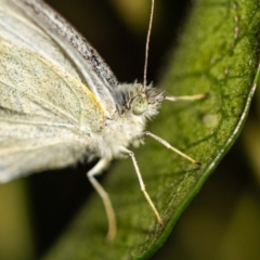 Pieris rapae (Cabbage White) at Jerrabomberra, NSW - 3 Dec 2022 by MarkT