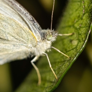 Pieris rapae at Jerrabomberra, NSW - 3 Dec 2022