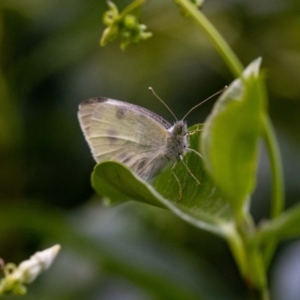 Pieris rapae at Jerrabomberra, NSW - 3 Dec 2022