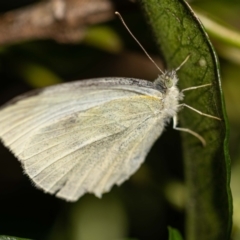 Pieris rapae at Jerrabomberra, NSW - 3 Dec 2022