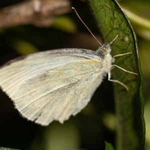 Pieris rapae at Jerrabomberra, NSW - 3 Dec 2022