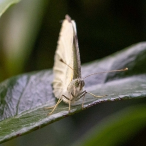 Pieris rapae at Jerrabomberra, NSW - 3 Dec 2022