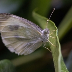 Pieris rapae at Jerrabomberra, NSW - 3 Dec 2022