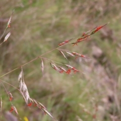 Rytidosperma pallidum (Red-anther Wallaby Grass) at Kambah, ACT - 3 Dec 2022 by MatthewFrawley