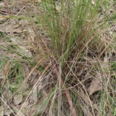 Rytidosperma pallidum at Kambah, ACT - 3 Dec 2022