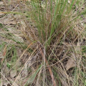 Rytidosperma pallidum at Kambah, ACT - 3 Dec 2022 02:18 PM